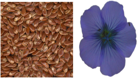 Can You Reduce Tooth Pain Naturally After an Extraction? 